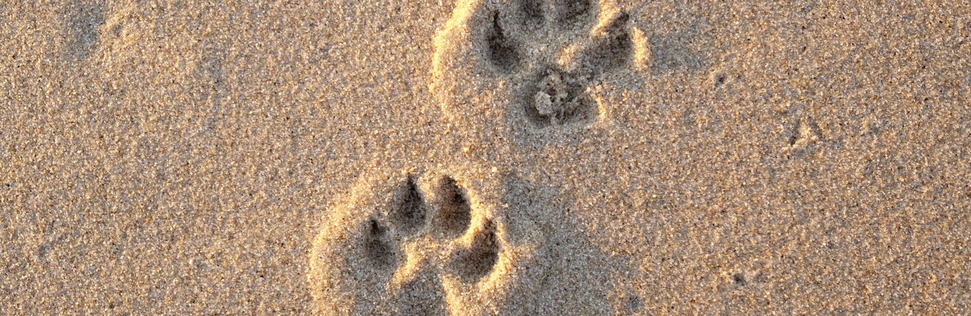 Circular Escura Es delito no devolver un animal a su legítimo dueño