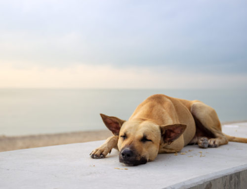 Seguro obligatorio para perros por daños causados