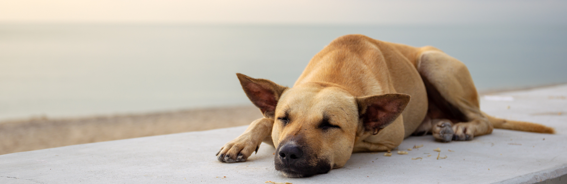 Seguro obligatorio para perros por daños causados