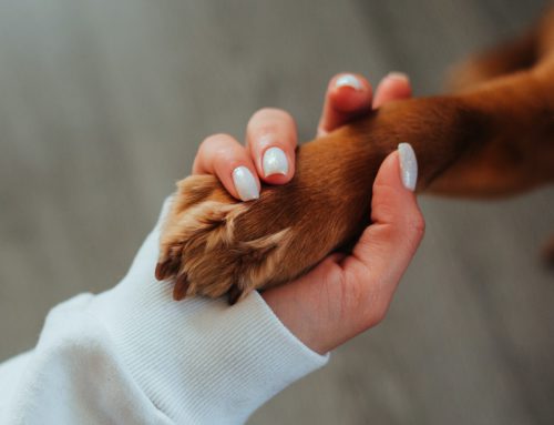 Mascotas prohibidas con la nueva Ley de Bienestar Animal.