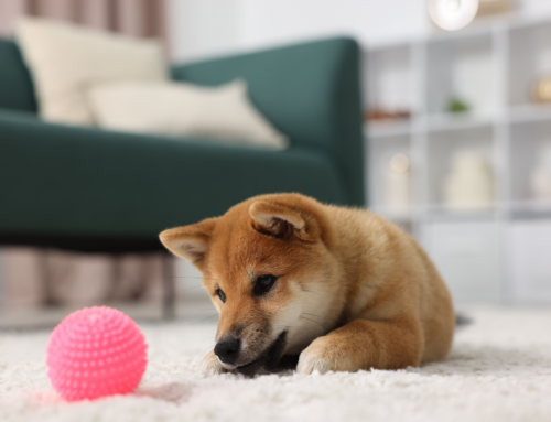 ¿Se puede prohibir tener mascotas en un piso alquilado?