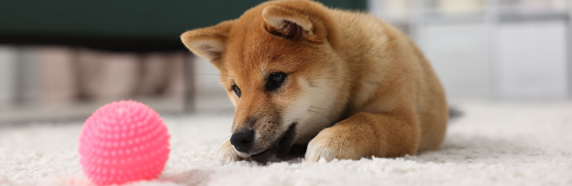 Mascotas prohibidas con la nueva Ley de Bienestar Animal.