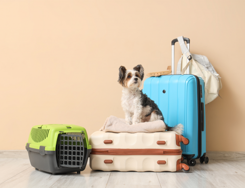 Actualización normativa UE – Viajes con animales de compañía